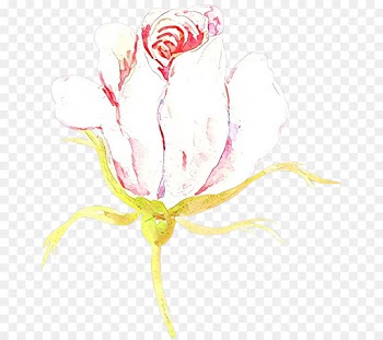 Rose Family, Drawing, Floral Design, Pink, Botany PNG