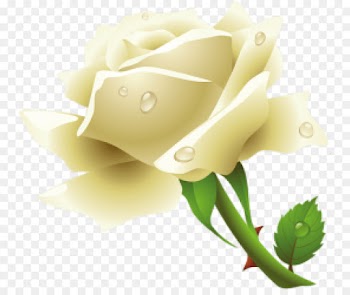 Rose Family, Flower, Computer Icons, White, Rose PNG
