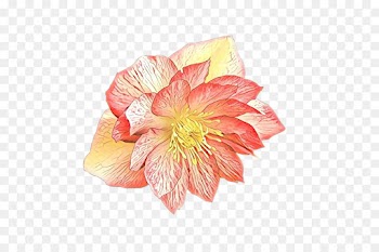 Rose Family, Rose, Cut Flowers, Flower, Flowering Plant PNG