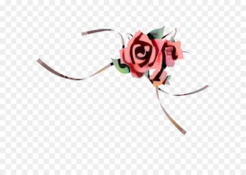 Rose Family, Rose, Cut Flowers, Pink, Red PNG
