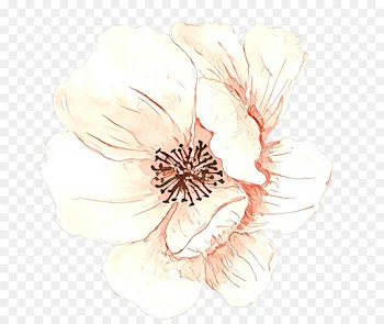 Rose Family, Rose, Peach, Flower, Petal PNG