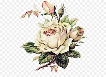 Rose, Floral Design, Flower, Flowering Plant PNG