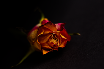 Rose Flower