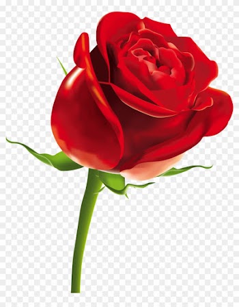 Rose Flower