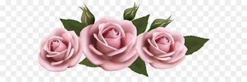 Rose Flower Amazon.com - Beautiful Transparent Pink Roses PNG Picture 