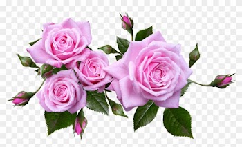 Rose, Flower, Arrangement, Plant - Flower Roses