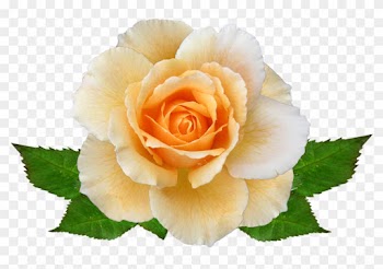 Rose, Flower, Autumn, Bloom - Rose