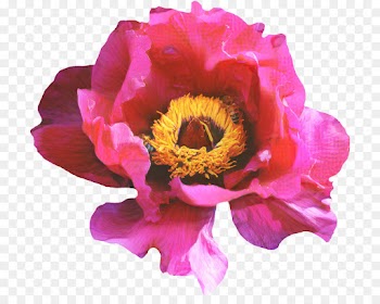 Rose, Flower, Blossom, Flowering Plant PNG
