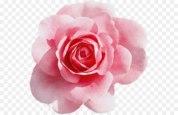 Rose, Flower, Blue Rose, Garden Roses PNG