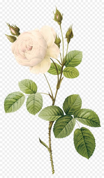 Rose Flower Botanical illustration Botany White - White Rose 