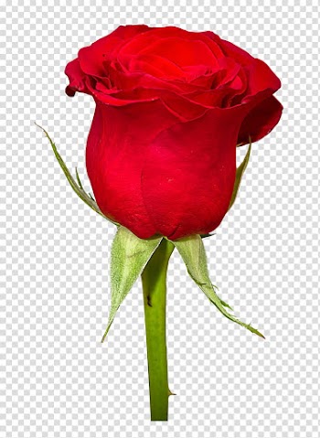 Rose Flower bouquet , Rose Flower, red rose transparent background PNG clipart