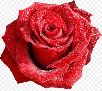 Rose Flower bouquet Valentine's Day Red - rose water 