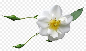 Rose, Flower, Buds, White, Bloom, Garden - Rose