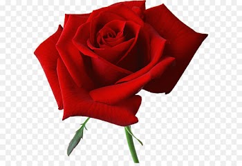 Rose Flower Clip art - Large Red Rose Clipart 