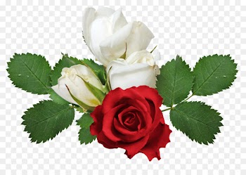 Rose Flower Clip art - Red and white roses 