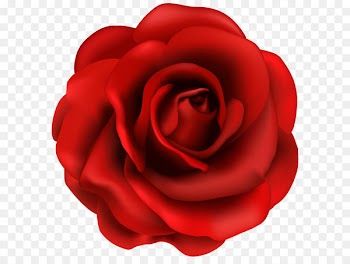 Rose Flower Clip art - Red Rose Flower PNG Clipart Image 