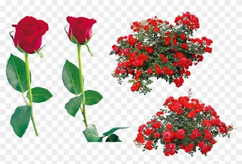 Rose Flower Clip Art - Rose Bush Png