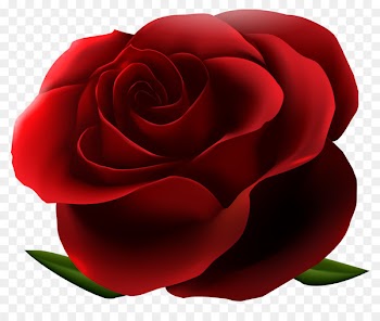 Rose Flower Clip art - rose flower 
