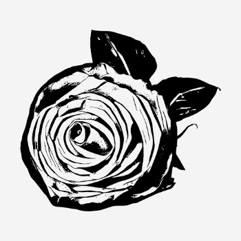 Rose flower clipart, botanical vintage | Free Vector - rawpixel