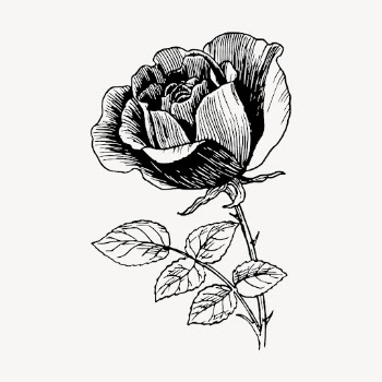 Rose flower clipart, vintage botanical | Free Vector - rawpixel