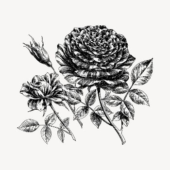 Rose flower clipart, vintage hand | Free Vector - rawpixel
