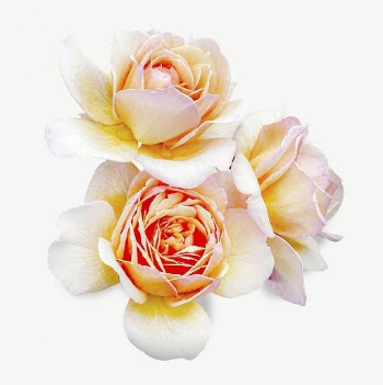 Rose flower collage element psd | Free PSD - rawpixel