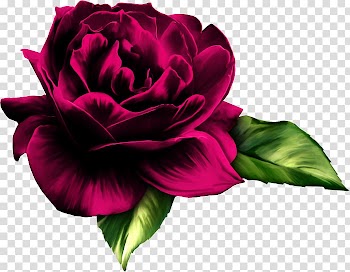Rose Flower Desktop , rose transparent background PNG clipart