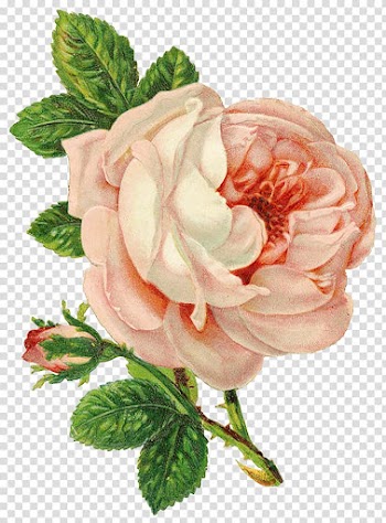 Rose Flower Drawing , pink roses transparent background PNG clipart