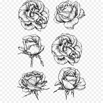 Rose Flower Drawing Sketch - Sketch black and white roses 