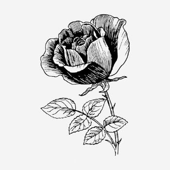 Rose flower drawing, vintage botanical | Free Photo - rawpixel