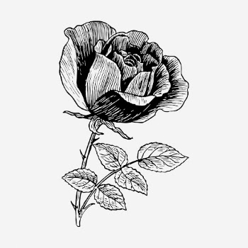 Rose flower drawing, vintage botanical | Free Photo - rawpixel