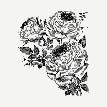 Rose flower drawing, vintage illustration | Free PSD - rawpixel
