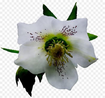 Rose Flower Family M Invest d.o.o. -  
