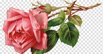 Rose Flower Floral design Watercolor painting, Retro Design transparent background PNG clipart