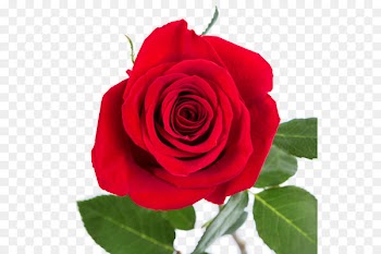 Rose, Flower, Floristry PNG