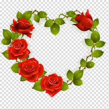 Rose Flower , fuchsia frame transparent background PNG clipart