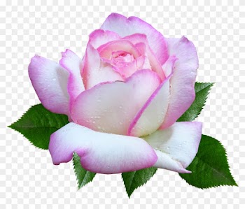 Rose, Flower, Garden, Cut Out - Rose