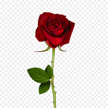 Rose, Flower, Garden Roses, Flowering Plant PNG