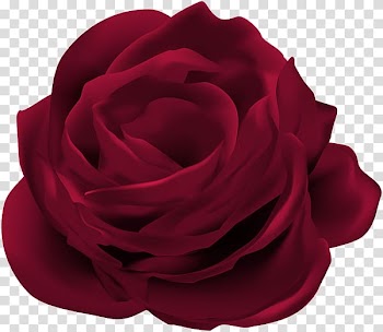 Rose Flower Graphics, rose transparent background PNG clipart