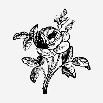 Rose flower  hand drawn | Free Photo - rawpixel