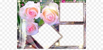 Rose Flower High-definition television 1080p Wallpaper - Pink rose flower border 