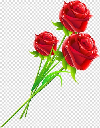 Rose Flower Love Gift Woman, rose transparent background PNG clipart