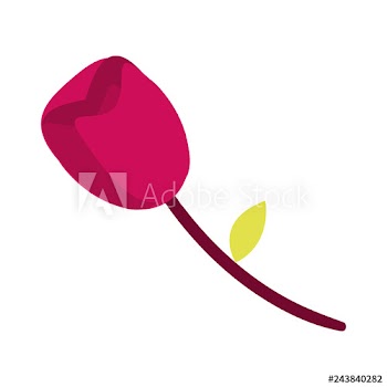 rose flower on white background