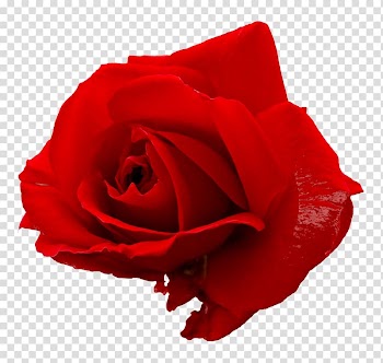 Rose Flower , Only Rose transparent background PNG clipart
