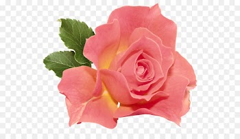 Rose Flower Orange Clip art - Orange Rose PNG Clipart 