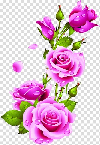 Rose Flower Painting Frames, rose transparent background PNG clipart