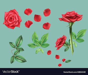 rose flower petals set