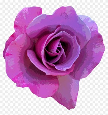 Rose Flower Photography Pink - Animated Hd Love Rose Purple Rose Butterfly