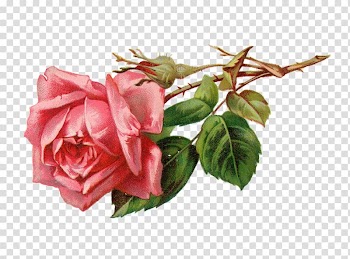 Rose Flower Pink , A rose transparent background PNG clipart