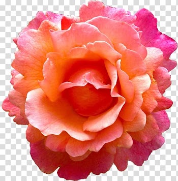 Rose Flower Pink Earring Orange, pink watercolor flower transparent background PNG clipart